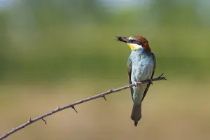 Orange Bird Species Stampe: bee-eater (Merops apiaster)