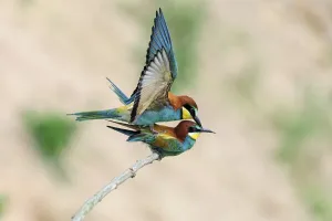 European Bee Eater Mating Stampe: Bee-eater (Merops apiaster) during copulation