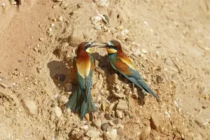 No People Bird Images Germany Stampe: Bee-eater (Merops apiaster) at nesting wall
