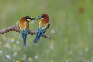 Wildlife Nature Reserve Stampe: Bee-eater, (Merops apiaster), pair
