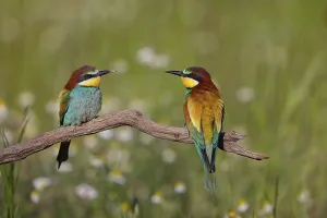 Bird Photography In Hungary Stampe: Bee-eater, (Merops apiaster), pair