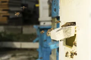Ecofriendly Agriculture Stampe: Bees entering the hive. White beehive