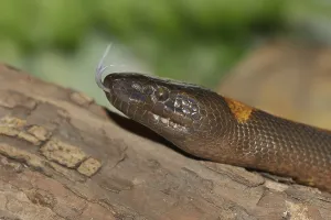 Captive Snake Photography Stampe: Bismarck's ring python or bismarck ringed python (Bothrochilus boa) lambent