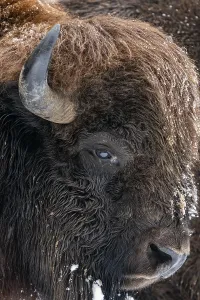 Central Europe Wild Animals Images Stampe: Bison, Portrait, Volcanic Eifel