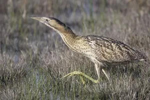 Deserted Wetlands Scene Stampe: Bittern (Botaurus stellaris)