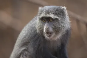 Tanzania National Parks Stampe: Blue Monkey (Cercopithecus mitis)