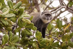 Old World Monkey Photo Stampe: Blue monkey (Cercopithecus mitis)
