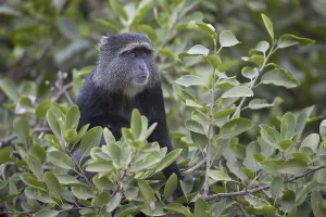 Old World Primates Stampe: Blue Monkey (Cercopithecus mitis)