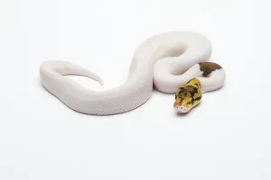 Bumble Bee Piebald Ball Python or Royal Python (Python regius)