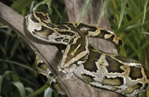 Burmese Python Stampe: Burmese Rock Python (Python molurus bivittatus)