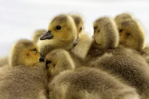 Young Goose Stampe: CanadaGeese