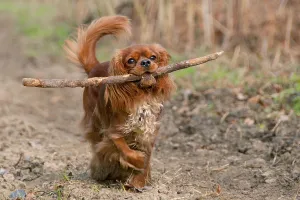 Purebred Canis Familiaris Stampe: Cavalier King Charles Spaniel, ruby