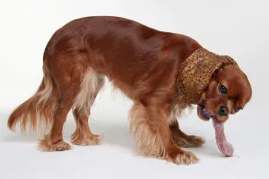 Cavalier King Charles Spaniel Pedigree Stampe: Cavalier King Charles Spaniel, ruby