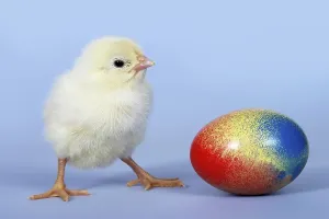 Easter Egg Decorations Stampe: Chick and Easter egg