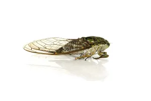 True Bug Stampe: Cicada on a white background
