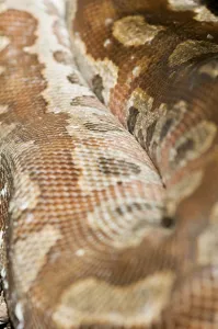 Colourful Wildlife Photography Stampe: Close-up of a coiled coloured python (Python curtus) on the ground