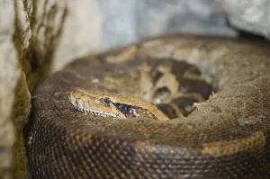 Detailed Wildlife Photography Stampe: Close-up of a coloured python (python curtus) curled up and looking into the camera