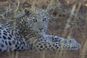 Deserted Animal Habitat Stampe: Close-up of a leopard with a sharp pattern on its face