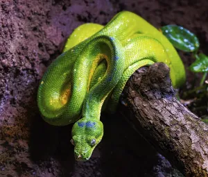 Poisonous Reptile Photography Stampe: Closeup of a green tree python snake