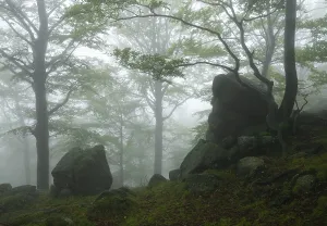 Czech Republic Nature Stampe: Cloud forest with rocks and trees