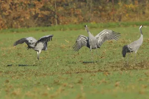 Eurasian Cranes Stampe: Common crane (Grus grus)