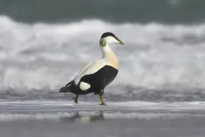 Schleswig Holstein Birds Stampe: Common eider
