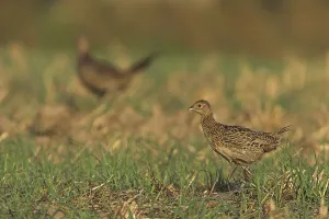 Empty German Countryside Scenes Stampe: Common Pheasant (Phasianus colchicus)