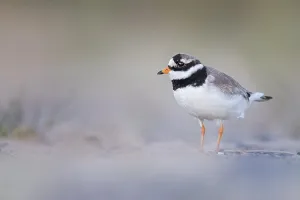 Dutch Coastline Landscape Stampe: Common Ringed Plover (Charadrius hiaticula)