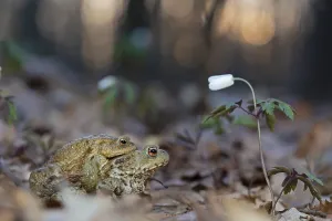 Courtship Behavior Stampe: Common toad (Bufo bufo), pair in amplexus