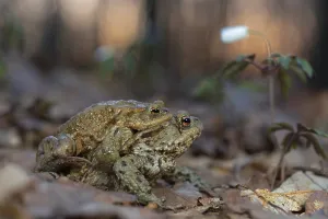 Wood Anemone Flower Stampe: Common toad (Bufo bufo), pair in amplexus