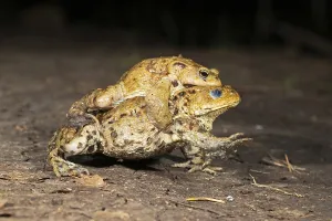 European Toad Mating Season Stampe: Common toad (Bufo bufo), pair in amplexus