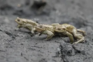 Empty German Countryside Scenes Stampe: Common Toads (Bufo bufo), toad migration to spawning grounds