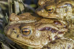 Bufo Bufo Reproduction Stampe: Common toads mating (Bufo bufo)
