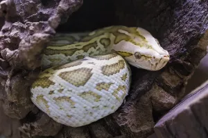 Wild Animal Germany Images Stampe: Dark tiger python (Python bivittatus)
