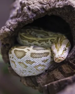 Constrictor Snake Species Stampe: Dark tiger python (Python bivittatus)