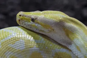 Dark Background Animal Photography Stampe: Dark Tiger Python (Python molurus bivittatus)