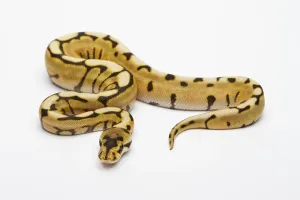 Desert Spider Ball Python or Royal Python (Python regius)