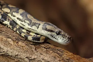 Captive Snake Photography Stampe: Diamond python