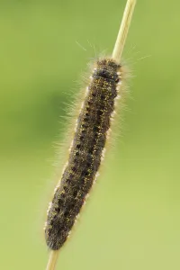 Butterfly Caterpillar Stages Stampe: Drinker moth (Euthrix potatoria)