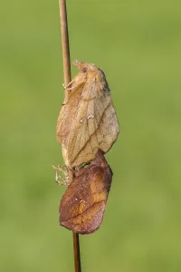 European Lepidopteran Species Stampe: The Drinker moth (Euthrix potatoria)