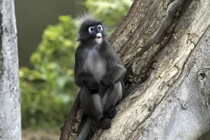 Old World Primates Stampe: Dusky Leaf Monkey (Trachypithecus obscurus)