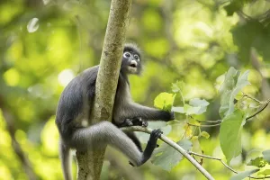 Travel Photography Thailand Stampe: Dusky leaf monkey (Trachypithecus obscurus)
