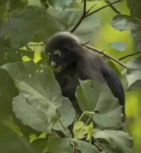 Old World Primates Stampe: Dusky leaf monkey (Trachypithecus obscurus)