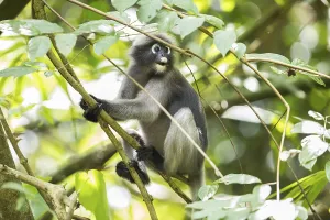 Central Thailand Nature Reserve Stampe: Dusky leaf monkey (Trachypithecus obscurus)
