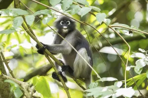 Central Thailand Nature Reserve Stampe: Dusky leaf monkey (Trachypithecus obscurus)