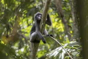 Central Thailand Nature Reserve Stampe: Dusky leaf monkey (Trachypithecus obscurus)