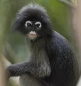 Nature Conservation Area Southeast Asia Stampe: Dusky leaf monkey (Trachypithecus obscurus)