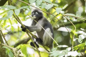 Central Thailand Nature Reserve Stampe: Dusky leaf monkey (Trachypithecus obscurus)