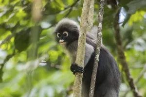 Central Thailand Nature Reserve Stampe: Dusky leaf monkey (Trachypithecus obscurus)