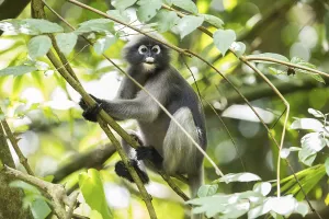 Central Thailand Nature Reserve Stampe: Dusky leaf monkey (Trachypithecus obscurus)